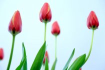 Primer plano de las flores de tulipán rojo sobre fondo azul . - foto de stock