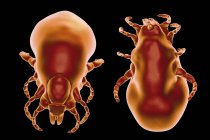 Illustrazione digitale delle zecche della malattia di Lyme femminile su sfondo nero — Foto stock