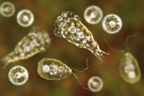Naegleria formas de ameba que comen el cerebro, ilustración digital - foto de stock