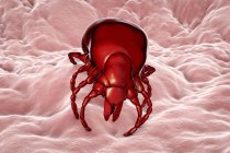 Illustrazione digitale della malattia di Lyme femminile zecca — Foto stock