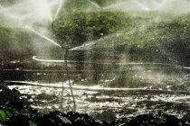 Sprinkler spritzen Wasser in Feld. — Stockfoto