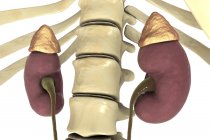 Illustration numérique des reins humains avec glandes surrénales et uretères . — Photo de stock