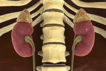 Digital illustration of human kidneys with adrenal glands and ureters. — Stock Photo