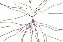 Цифровая иллюстрация нервных нейронов . — стоковое фото