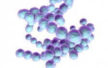 Gram-positivo Peptococcus bacteria, ilustración digital . - foto de stock