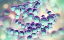 Барамоположительные пептококковые бактерии, цифровая иллюстрация . — стоковое фото