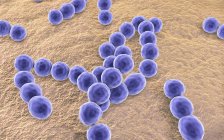 Грам-позитивні бактерії Peptostreptococcus, цифрових ілюстрації. — стокове фото
