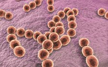Грампозитивні бактерії Peptostreptococcus, цифрова ілюстрація . — стокове фото