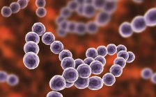 Bactérias Gram-positivas Peptostreptococcus, ilustração digital
. — Fotografia de Stock