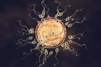 Яичные клетки человека в окружении многочисленных сперматозоидов, цифровая иллюстрация оплодотворения
. — стоковое фото