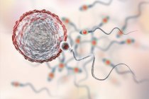 Сперма оплодотворение яйцеклетки, цифровая иллюстрация . — стоковое фото