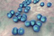 Грам-негативні бактерії Veillonella, цифрова ілюстрація. — стокове фото