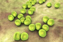 Грам-негативні бактерії Veillonella, цифрова ілюстрація. — стокове фото