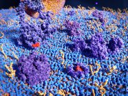 Ілюстрація трансмембранних білків та гліколіпідів на зовнішній поверхні клітинної мембрани . — стокове фото
