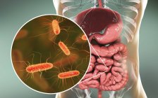 Illustration numérique du système digestif humain et gros plan sur la bactérie Escherichia coli . — Photo de stock