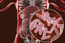 Цифровая иллюстрация пищеварительной системы человека и крупным планом кишечных бактерий . — стоковое фото