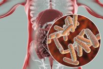 Цифровая иллюстрация пищеварительной системы человека и крупным планом кишечных бактерий . — стоковое фото