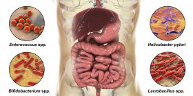 Diverses bactéries dans l'intestin humain, illustration numérique . — Photo de stock