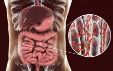 Illustration numérique du système digestif humain et gros plan des bactéries intestinales
. — Photo de stock