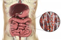 Illustration numérique du système digestif humain et gros plan des bactéries intestinales . — Photo de stock
