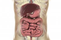 Illustration numérique du système digestif dans le corps humain . — Photo de stock