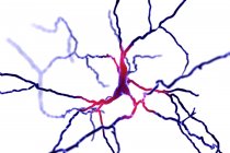 Células cerebrales de neuronas dopaminérgicas, ilustración digital . - foto de stock