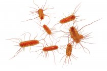 Цифровая иллюстрация бактерий кишечной палочки
. — стоковое фото