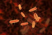 Digital illustration of Escherichia coli bacteria. — Stock Photo