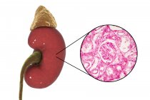 Illustrazione del rene umano e micrografo leggero di sezione con glomerulo
. — Foto stock