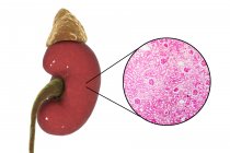 Illustration du rein humain et micrographie photonique de la section avec glomérule
. — Photo de stock