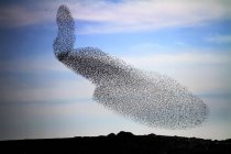 Large common starling murmuration in evening before roosting. — Stock Photo