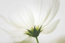 El primer plano de la parte inferior de la flor blanca . - foto de stock