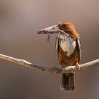 White-throated kingfisher with gecko in beak on tree branch. — Stock Photo