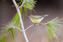 Common chiffchaff perched on pine tree branch. — Stock Photo