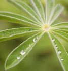 Краплі дощу на зеленому листі, крупним планом . — стокове фото