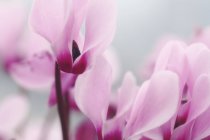 Floração plantas perenes violeta persas, close-up . — Fotografia de Stock