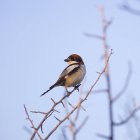 Maschio woodchat shrike uccello appollaiato su ramoscello
. — Foto stock
