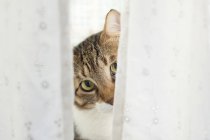 Tabby-Katze schaut hinter Vorhang hervor. — Stockfoto