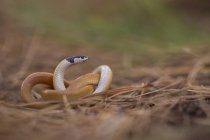 Serpiente de tierra de cabeza negra acostada en ramitas . - foto de stock