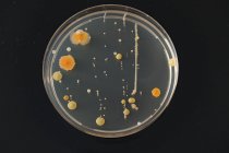 Микробиологическая культура растёт в чашке Петри . — стоковое фото