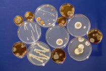 Pattern of cultures growing in Petri dishes on plain background. — Stock Photo