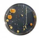 Микробиологическая культура растет в чашке Петри, крупным планом . — стоковое фото