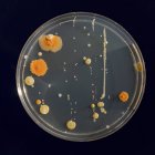 Mikrobiologische Kultur wächst in Petrischale, Nahaufnahme. — Stockfoto