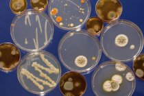 Patrón de cultivos que crecen en placas de Petri sobre fondo liso . - foto de stock