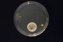 Microbiological culture growing in Petri dish. — Stock Photo