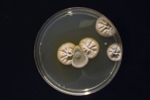 Mikrobiologische Kultur wächst in Petrischale. — Stockfoto