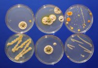 Culturas microbiológicas que crescem em placas de Petri . — Fotografia de Stock