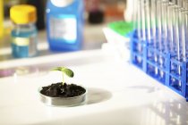 Green seedling in glass Petri dish on table. — Stock Photo