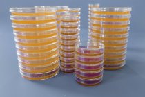Stacks of Petri dishes with cultured agar on plain background. — Stock Photo