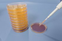 Pipette Inoculating cultivated agar plate. — Stock Photo